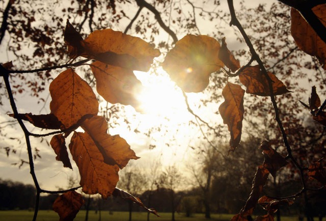 Der Herbst zeigt sich momentan von seiner milden Seite (Symbolbild).  | Foto: ddp