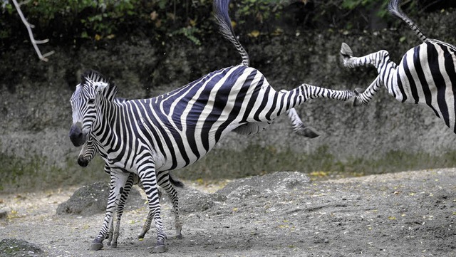 Wenn die groen Zebras bockeln, bleibt...ine sicherheitshalber im Hintergrund.   | Foto: Zoo Basel