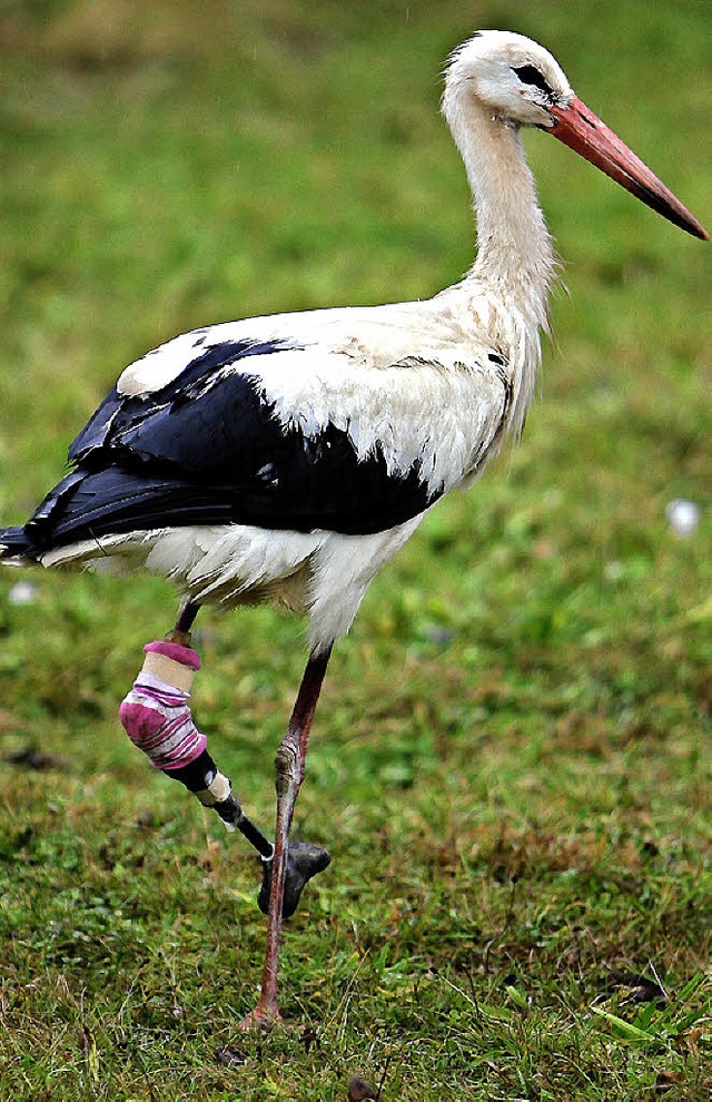 Storch Dietmar hat ein falsches Bein aus Karbon.  | Foto: dpa