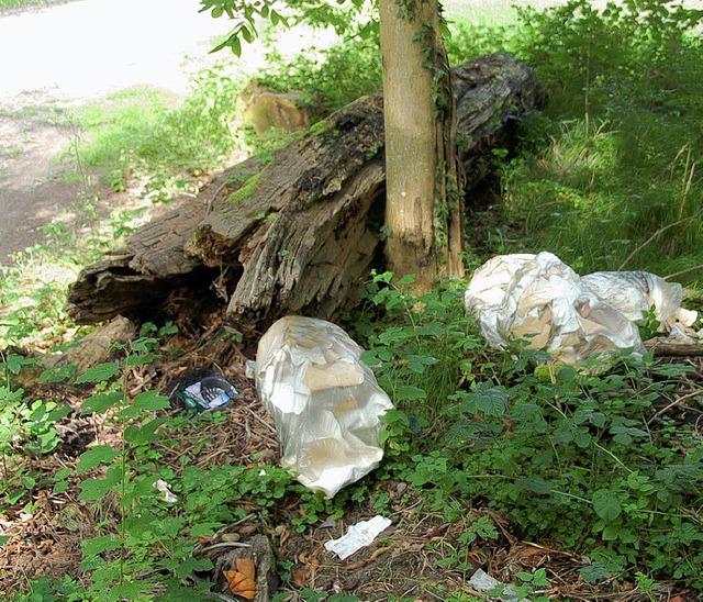 Mllablagerungen werden vor allem entl...m Egringer Wald am Wollbacher Strle.  | Foto: Ulrich Senf