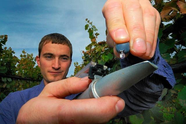 Wie aus Traubensaft Wein wird