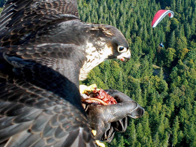Ein Falke landet auf der Hand des Glei...ers.  Ein totes Kken dient als Kder.  | Foto: privat