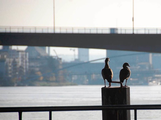 In Sichtweite der Palmrainbrcke: Die ...einufer ist bis Mitte Januar erlaubt.   | Foto: Lauber