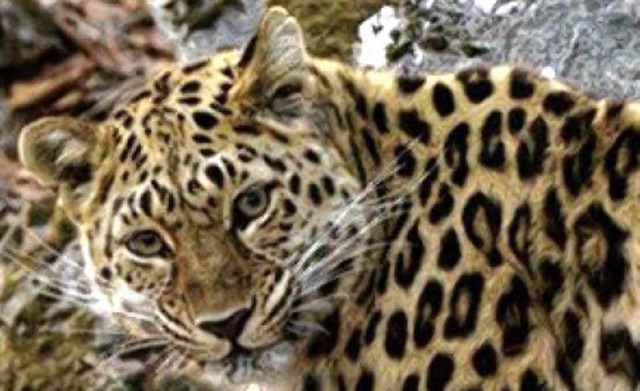 Ein Amur-Leopard  | Foto: dpa