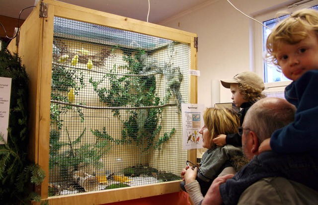 ber 100 Vgel prsentierte der Neust...ttsehen an der  bunten Gefiederschar.   | Foto: Eva Korinth