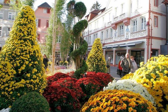 Gemeinderat sagt Ja zur jährlichen Chrysanthema
