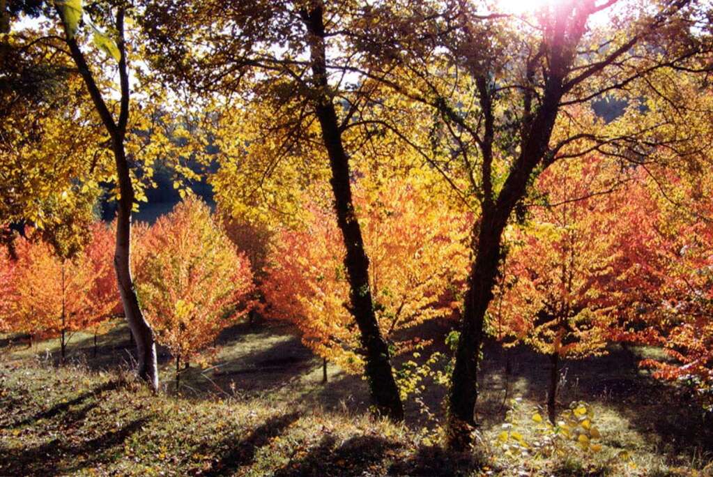 "Ich liebe die Gegend beim Lilienhof in Ihringen, weil man dort zu jeder Jahreszeit vom Licht und der Farbe der Natur geradezu durchflutet wird" (Thorsten Khnle, Ihringen)