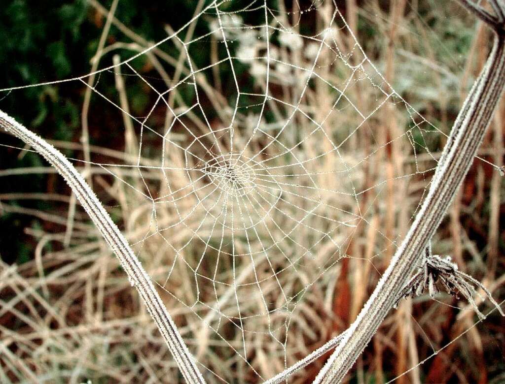 "Ich liebe es, in Oberschopfheim frh aufzustehen. Bei Frost kann man dann so wunderschne Spinnennetze als Perlenketten zwiscgen zwei sten bewundern. Dann liebe ich es, morgens in der unberhrten Natur zu laufen" (Juliane Giler, Oberschopfheim)