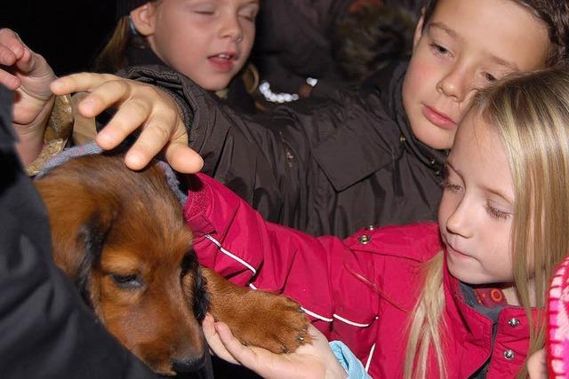 Schulstunde mit Hunden