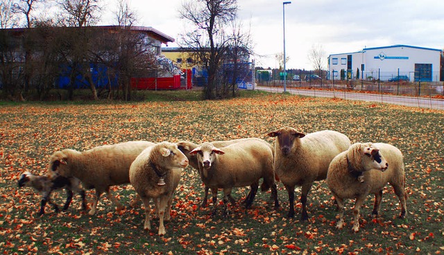 Da wo noch Schafe auf den Sen Matten grasen, soll sich Gewerbe ansiedeln.   | Foto: Stefan Merkle