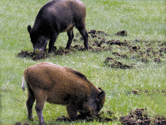 Unter der Grasnarbe suchen  Wildsue Wrmer und Engerlinge.   | Foto: dpa