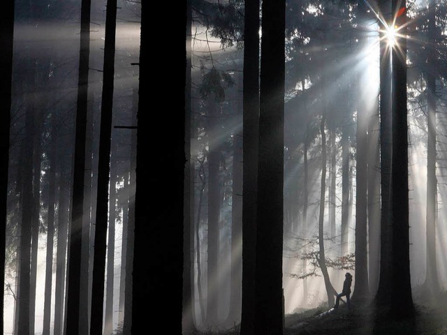 Der Begriff &#8222;Waldsterben&#8220; ...ischen Forst setzt der Klimawandel zu.  | Foto: dpa