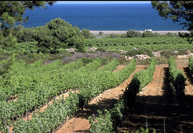 Hier im Sden Frankreichs wachsen Spitzenweine.   | Foto: ZVG