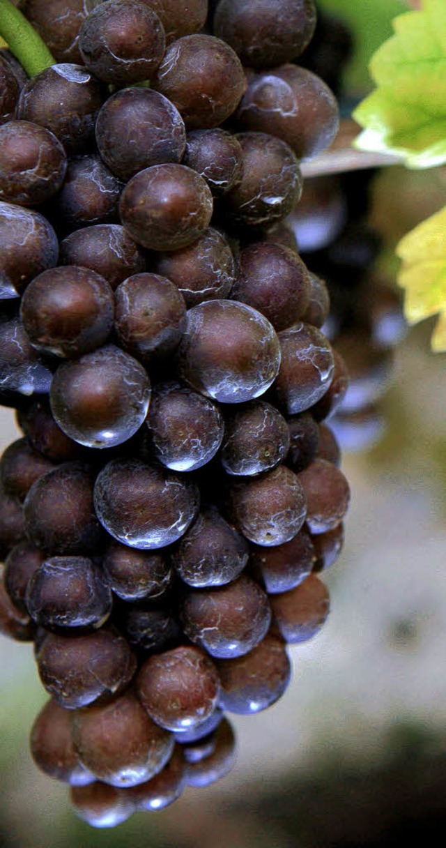 2008 hat die Markgrfler Winzergenosse...eine reiche Traubenernte eingefahren.   | Foto: dpa