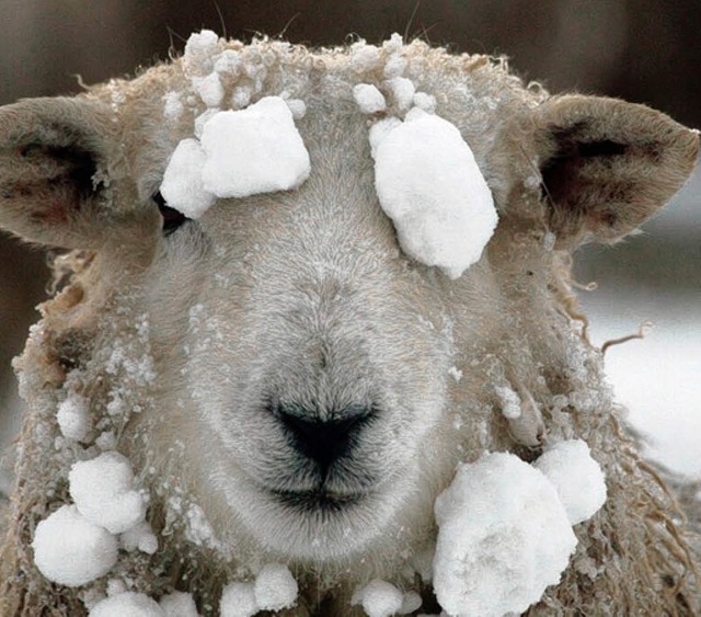 Zibbe im Schnee  | Foto: dpa