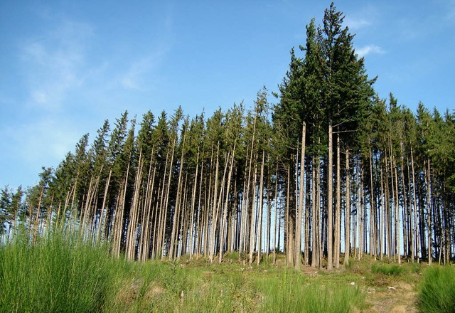 Auf dem Wachbhl steht noch Wald &#8211; trotz Sturm.   | Foto: Nora Scholz