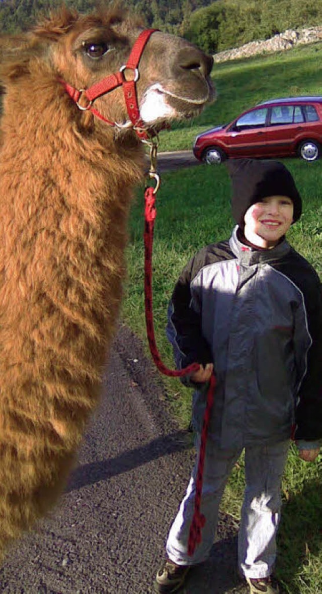 Ein ungewhnlicher Spaziergang: Marco ... Hund, sondern ein Lama an der Leine.   | Foto: Privat