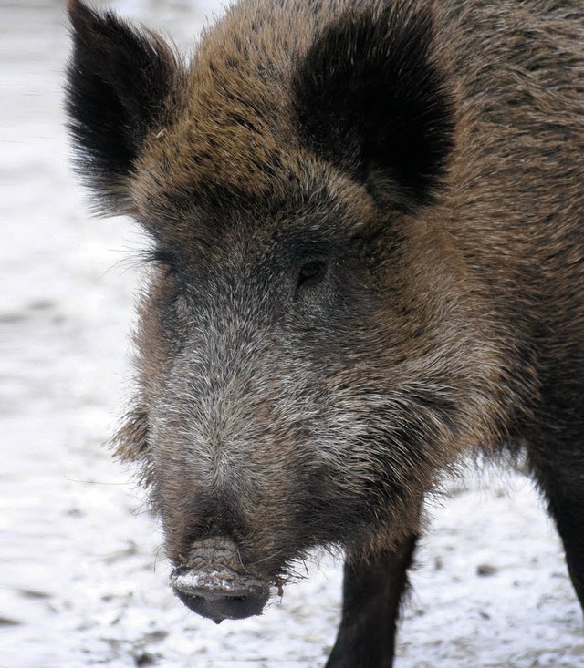 Machten sich rar: Wildschweine bei der Reblandjagd   | Foto: Fotolia