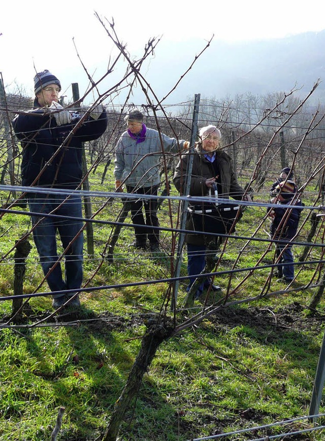 Teamwork fr einen guten Zweck: Mitgli...s Mllheim beim Schneiden der Reben.    | Foto: BZ