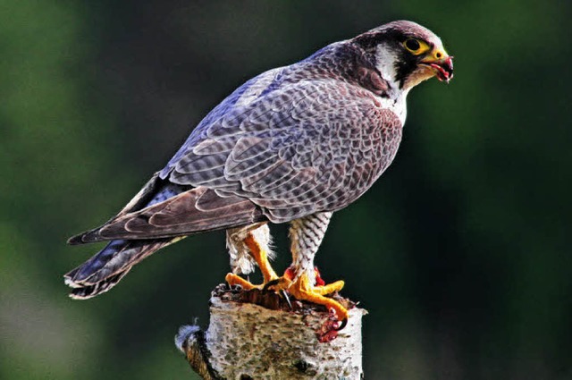 Erfolgreicher Jger: ein Wanderfalke  im Sdschwarzwald    | Foto: Christian Harms