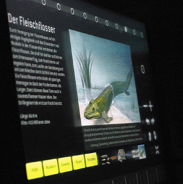 Mit dem Touchscreen wird Evolution erlebbar.  | Foto: Bettina Schaller