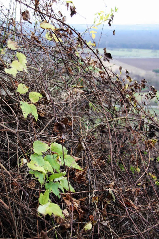 In Schallstadt-Leutersberg wird eine s...lden ein undurchdringliches Gestrpp.   | Foto: Silvia Faller