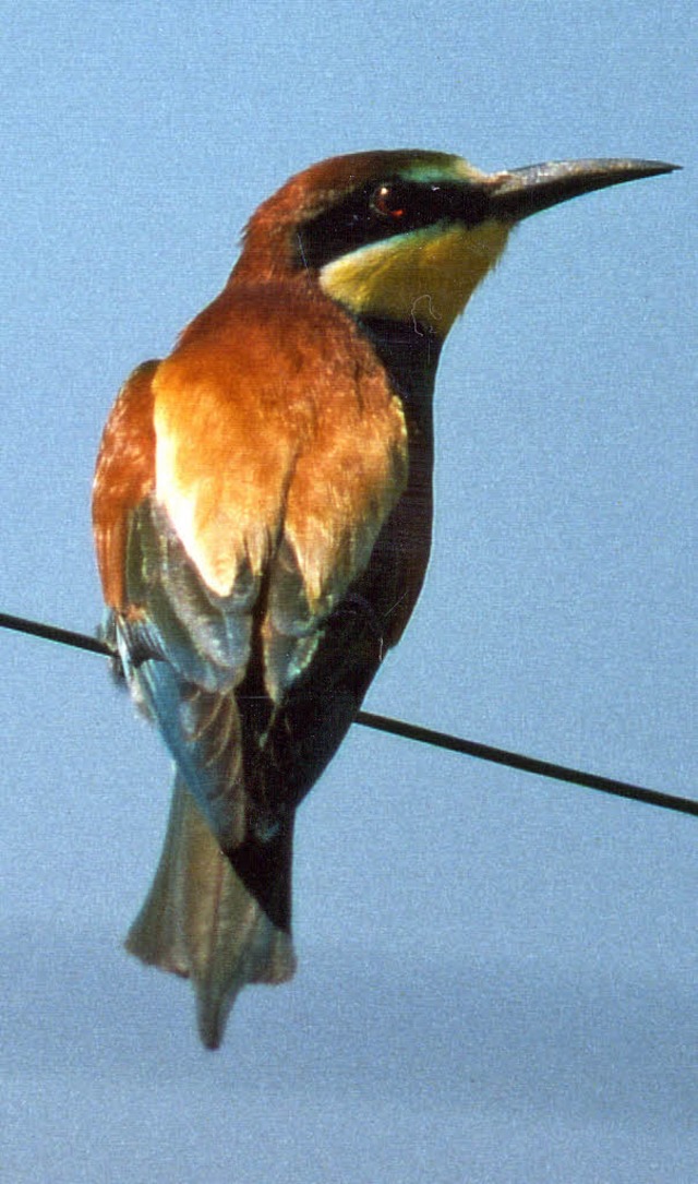 Eine Augenweide: Der Bienenfresser ist...sich die Fachschaft fr Ornithologie.   | Foto: MANFRED MANISCHEFSKI