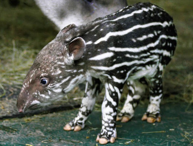 Tapirbaby Pablo   | Foto: dpa