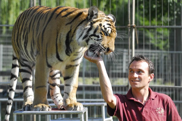Christian Walliser und seine Tiger ver...m Auftritt in Hamburg schwer verletzt.  | Foto: Michael Bamberger