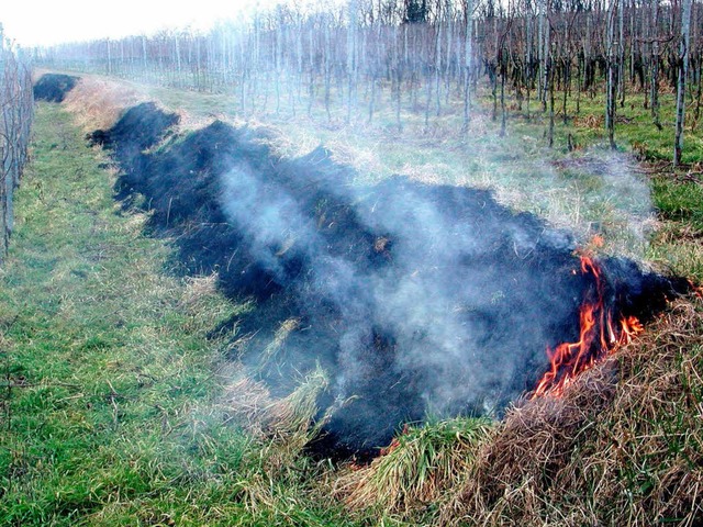 Die Winzer am Kaiserstuhl drfen auch ...en sie sich aber an die Regeln halten.  | Foto: Herbert Trogus