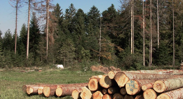 Weniger Borkenkferschden und Rckgn...er noch als stark geschdigt gelten.    | Foto: Victoria Langelott