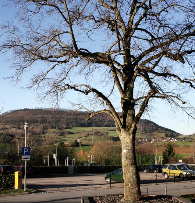 Die groe Linde gibt  der Flche am Ortseingang ihren neuen   Namen.   | Foto: Michael Saurer