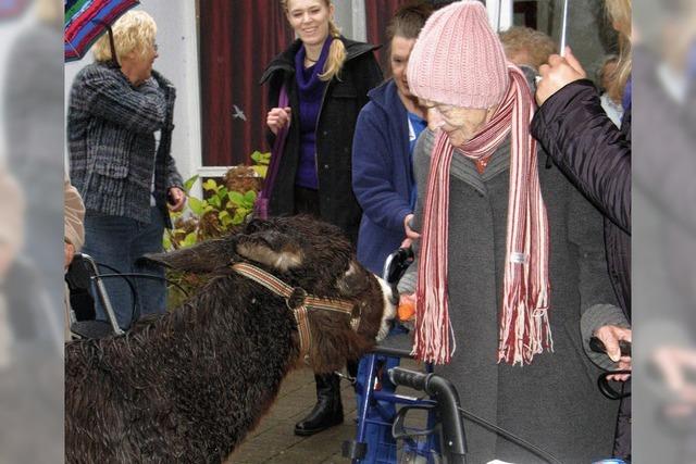 Esel Angelo ffnet die Herzen