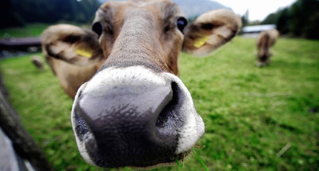 Ganz schn neugierig, die Kuh.     | Foto: ddp