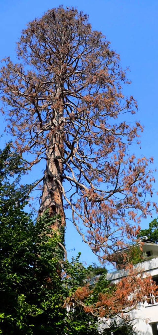 Sichtlich krank: der Mammutbaum bei der Caritas-Akademie.   | Foto: abr