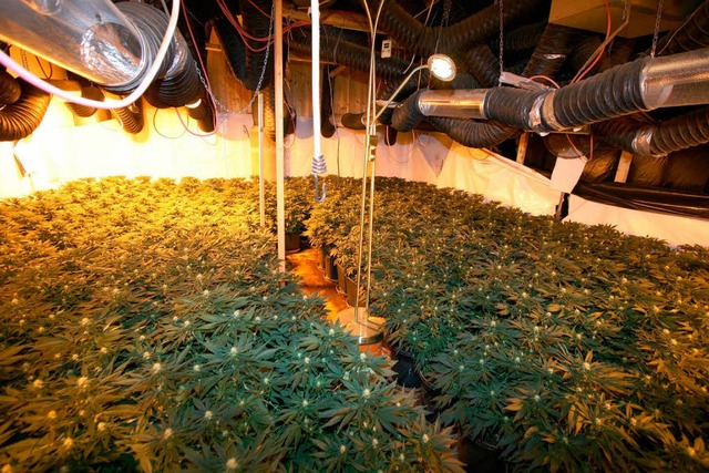 Aufnahmen  von den Indoor-Plantagen, i...roen Stil Cannabis angepflanzt wurde.  | Foto: Polizei