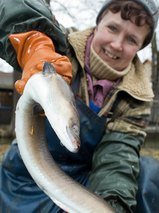 Die Basler Fischereiaufsicht empfiehlt...s 50 Zentimeter Länge nicht zu essen.   | Foto: dpa