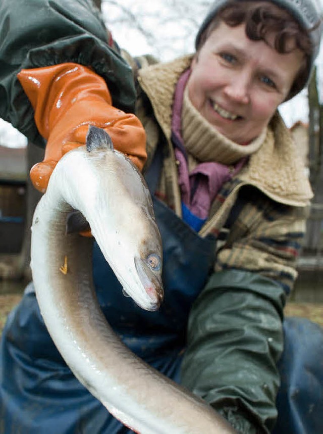 Die Basler Fischereiaufsicht empfiehlt...s 50 Zentimeter Lnge nicht zu essen.   | Foto: dpa