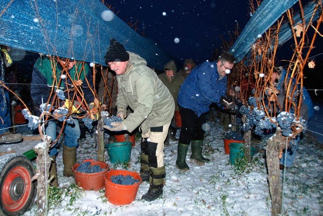 Klirrende Klte und Schneetreiben herr... Eisweinlese der WG Knigschaffhausen.  | Foto: Roland Vitt