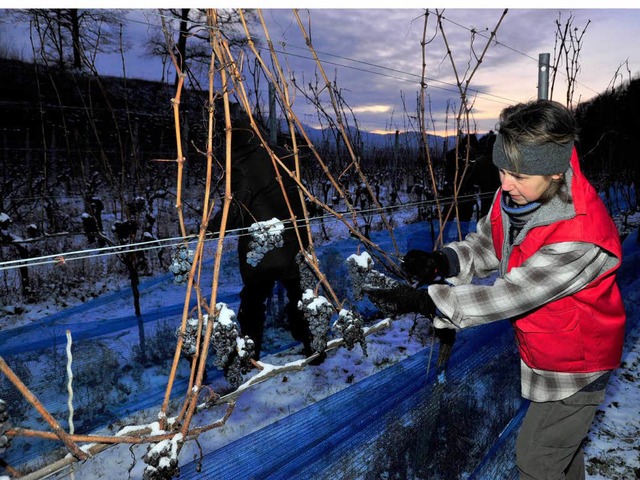 Lese bei Frost: Einen Eiswein herbstet...t Dreher am Sonntag auf der Hochburg.   | Foto: Erggelet