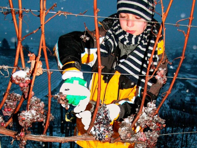 Bei eisiger Klte und leichtem Schneef...erstuhl Trauben fr  Eiswein geerntet.  | Foto: Herbert Trogus