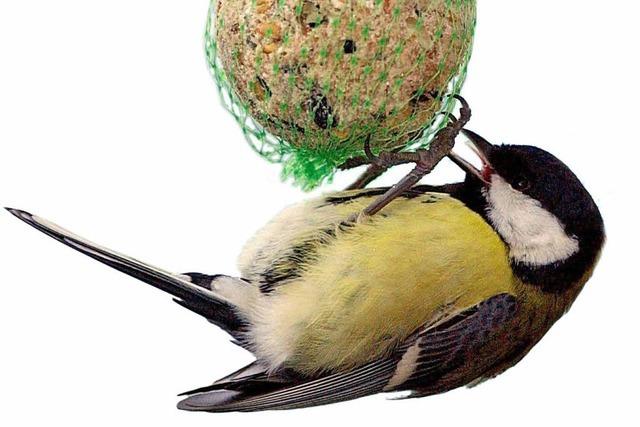 Vögelfüttern im Winter – seit Jahren ein Streitthema