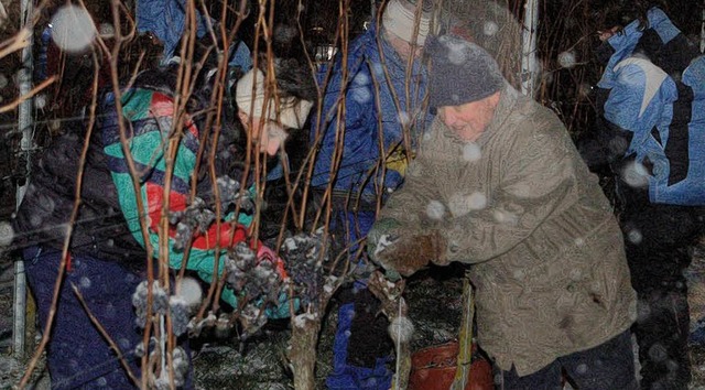 Klirrende Klte und Schneetreiben bei der Eisweinlese im Hrd  | Foto: WG