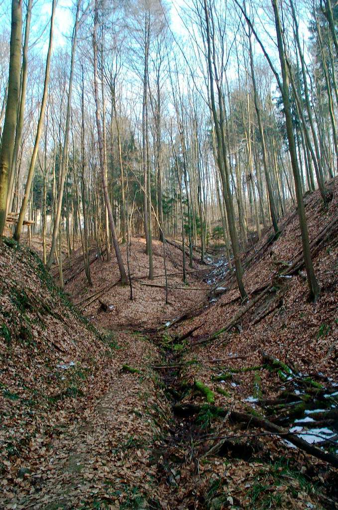 Der Gemeindewald am Einbollen wies auch noch vier Jahre Lothar Sturmschden auf.