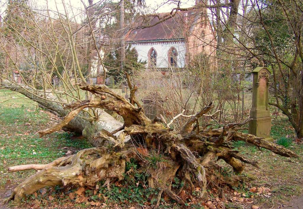 Die 1999 beim Sturm Lothar umgestrzte Platane am Alten Friedhof.