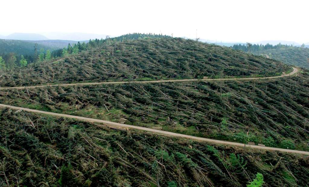 Der Wald auf dem Mooskopf, einem Berg im Schwarzwald bei Offenburg, wurde von Orkan Lothar am 26. Dezember 1999 voellig zerstoert.