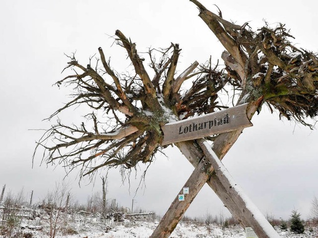 Zwei entwurzelte Baumstmme markieren ...Orkan besonders verwstetes Waldstck.  | Foto: dpa