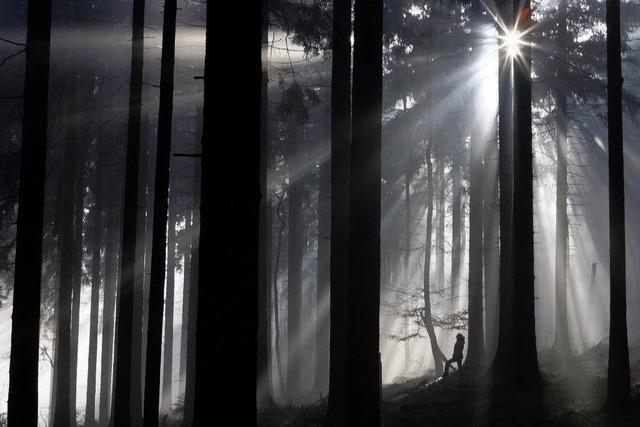 Staufener Wald erbringt Gewinn