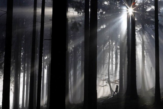 Der Staufener Wald erbrachte fr das Wirtschaftsjahr 2008 120000 Euro Gewinn.   | Foto: dpa
