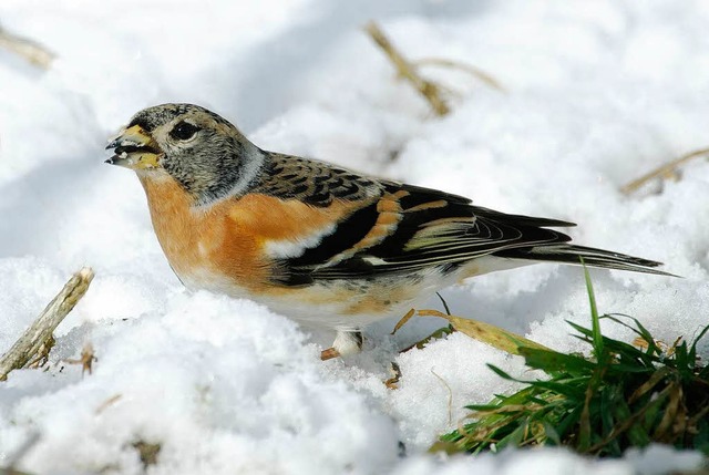 Bergfinken fhlen sich derzeit im Hotzenwald offensichtlich pudelwohl.  | Foto: Ingo Seehafer